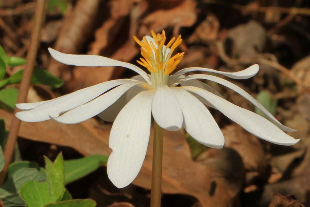 #27. Bloodroot
